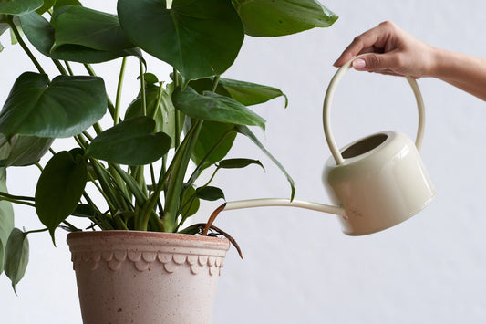 Arber Organic Plant Food