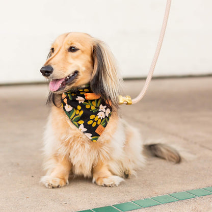 Flax Marine Rope Dog Leash - Petite