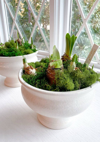 Paperwhite Compote Potted Garden