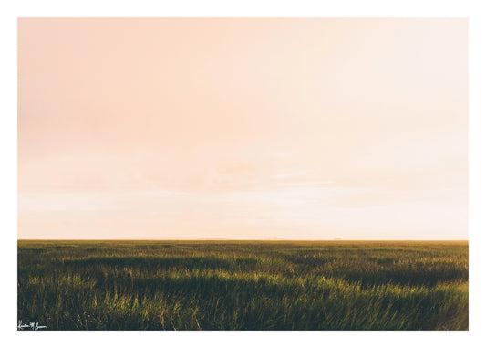 Marsh Dreaming