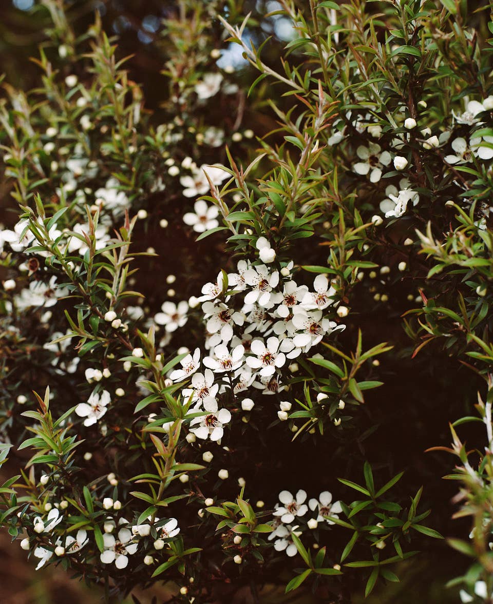 Activist 850+ MGO Manuka Honey