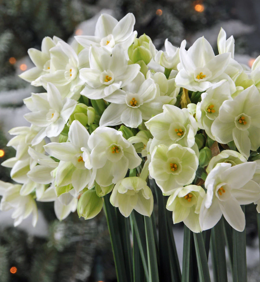 Paperwhite Compote Potted Garden